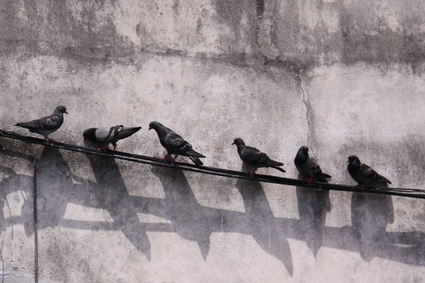 Tauben mit Schatten